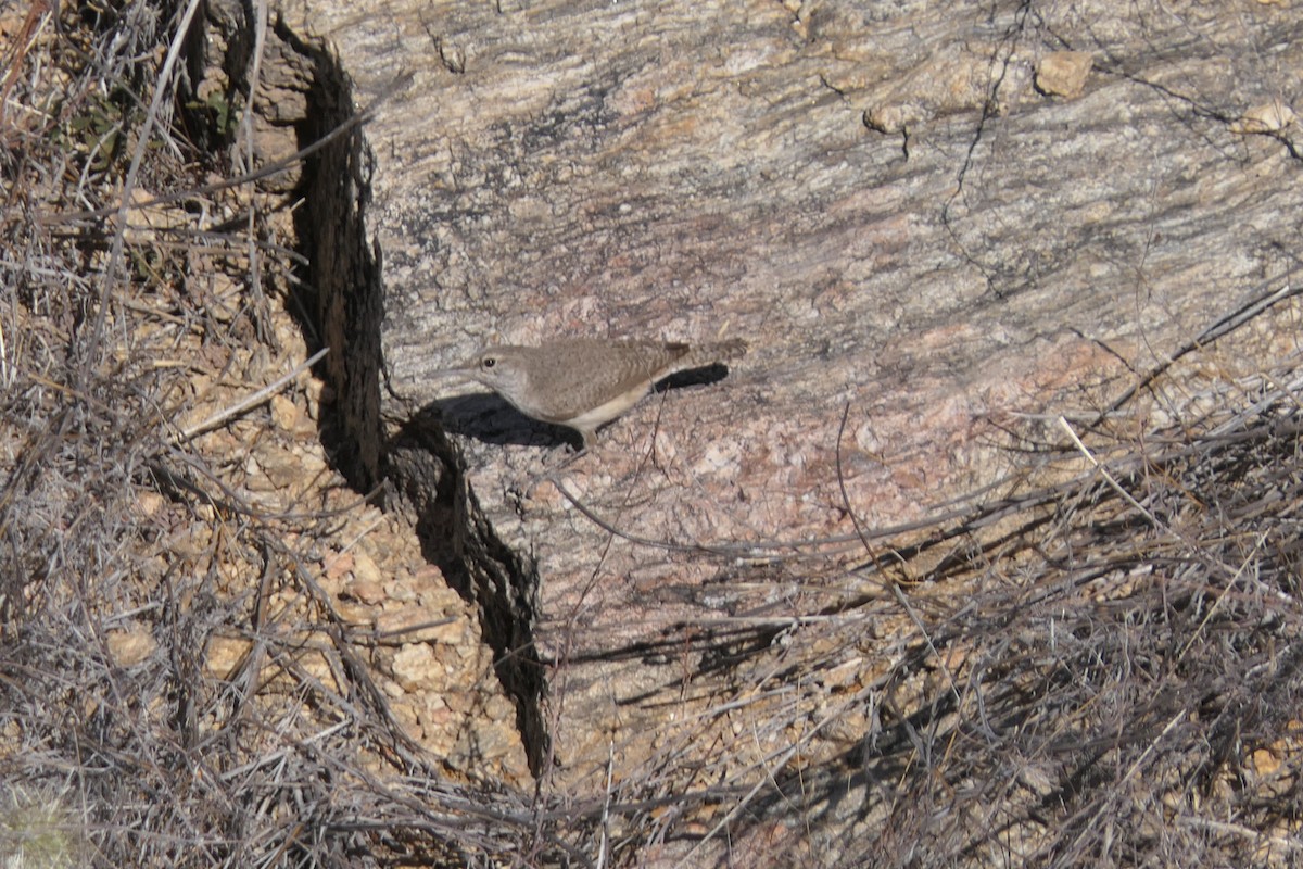 Rock Wren - ML631228238