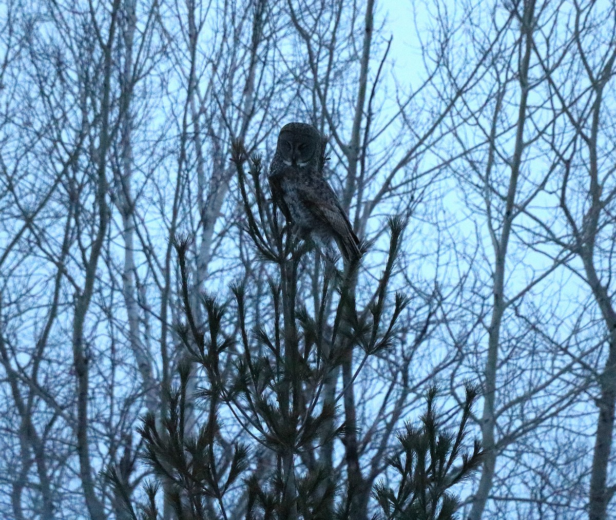 Great Gray Owl - ML631228254