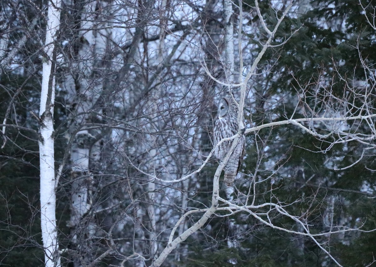 Great Gray Owl - ML631228255