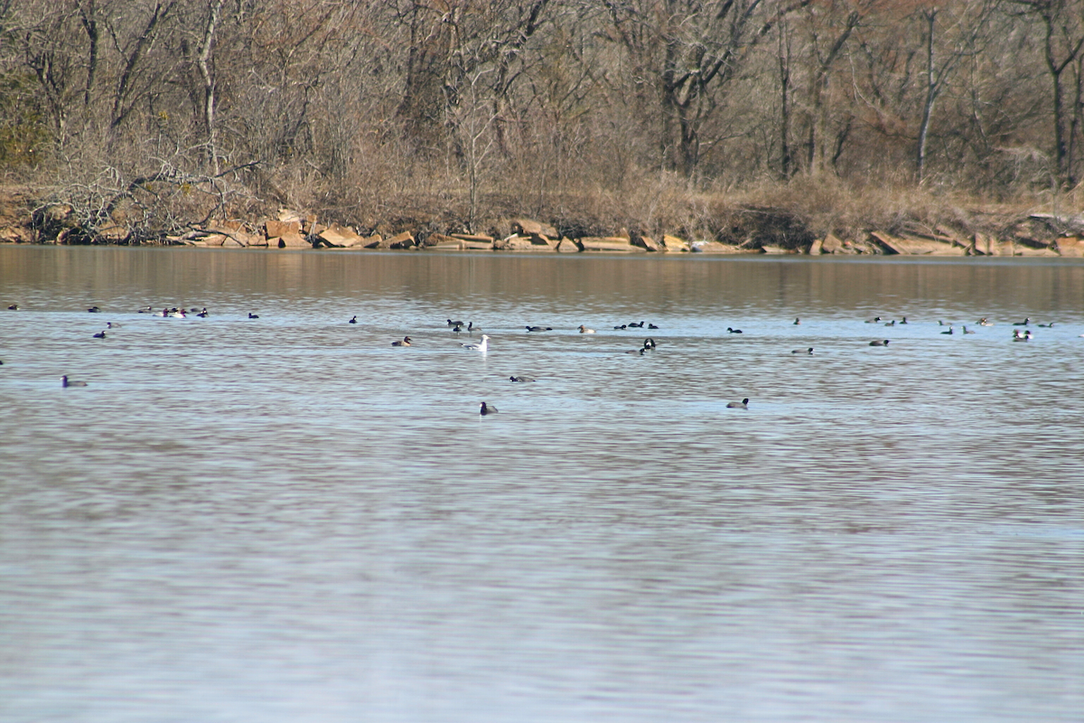 American Coot - ML631228269