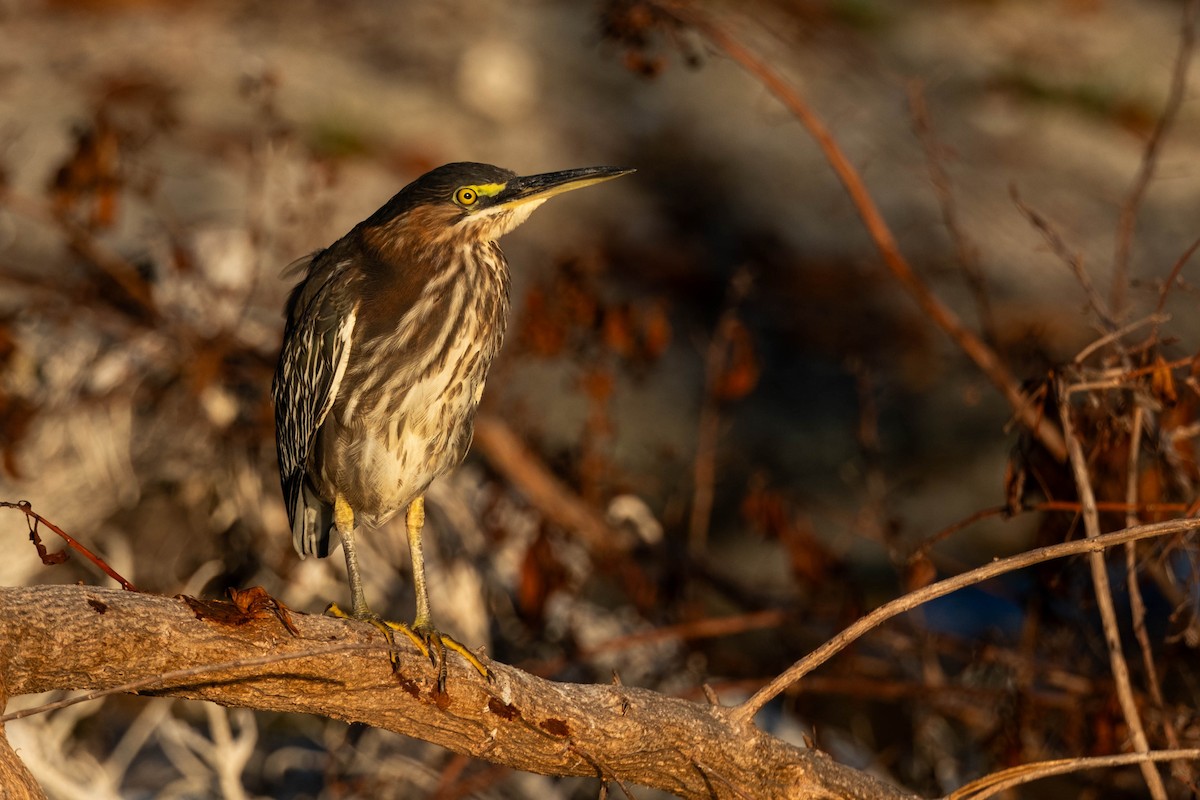 Green Heron - ML631228271