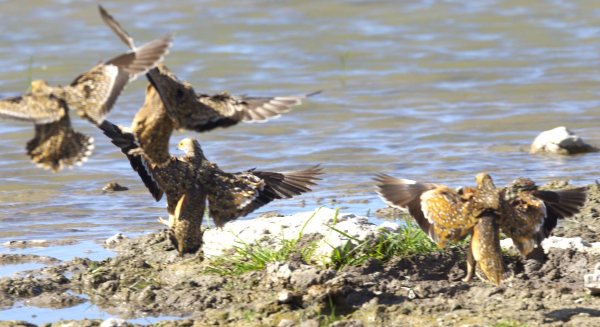 Burchell's Sandgrouse - ML631228277