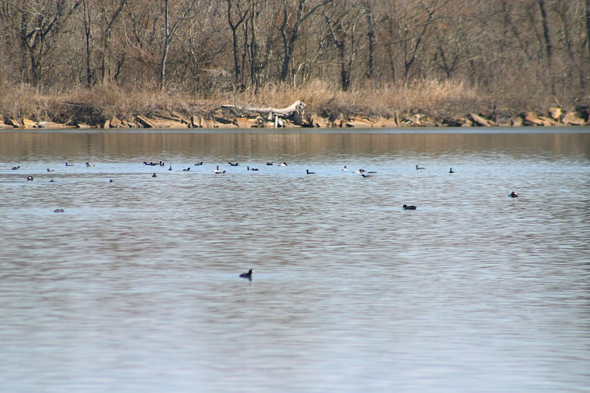 American Coot - ML631228352