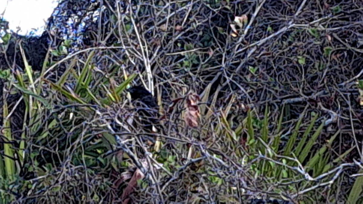 Riefenschnabelani - ML631228363