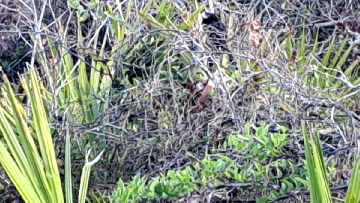 Riefenschnabelani - ML631228376