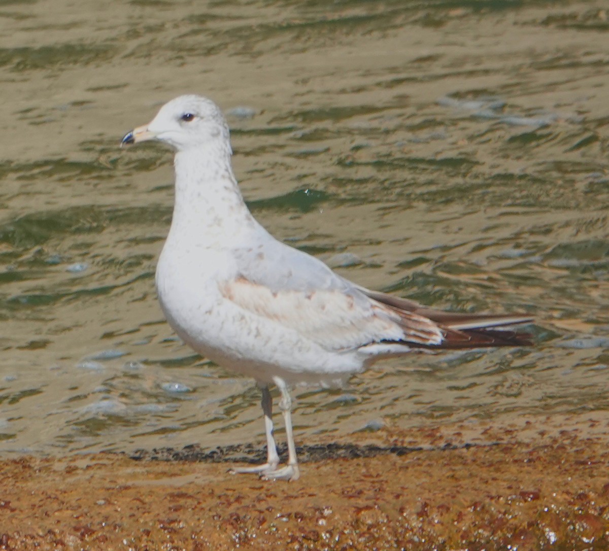 Ring-billed Gull - ML631228401