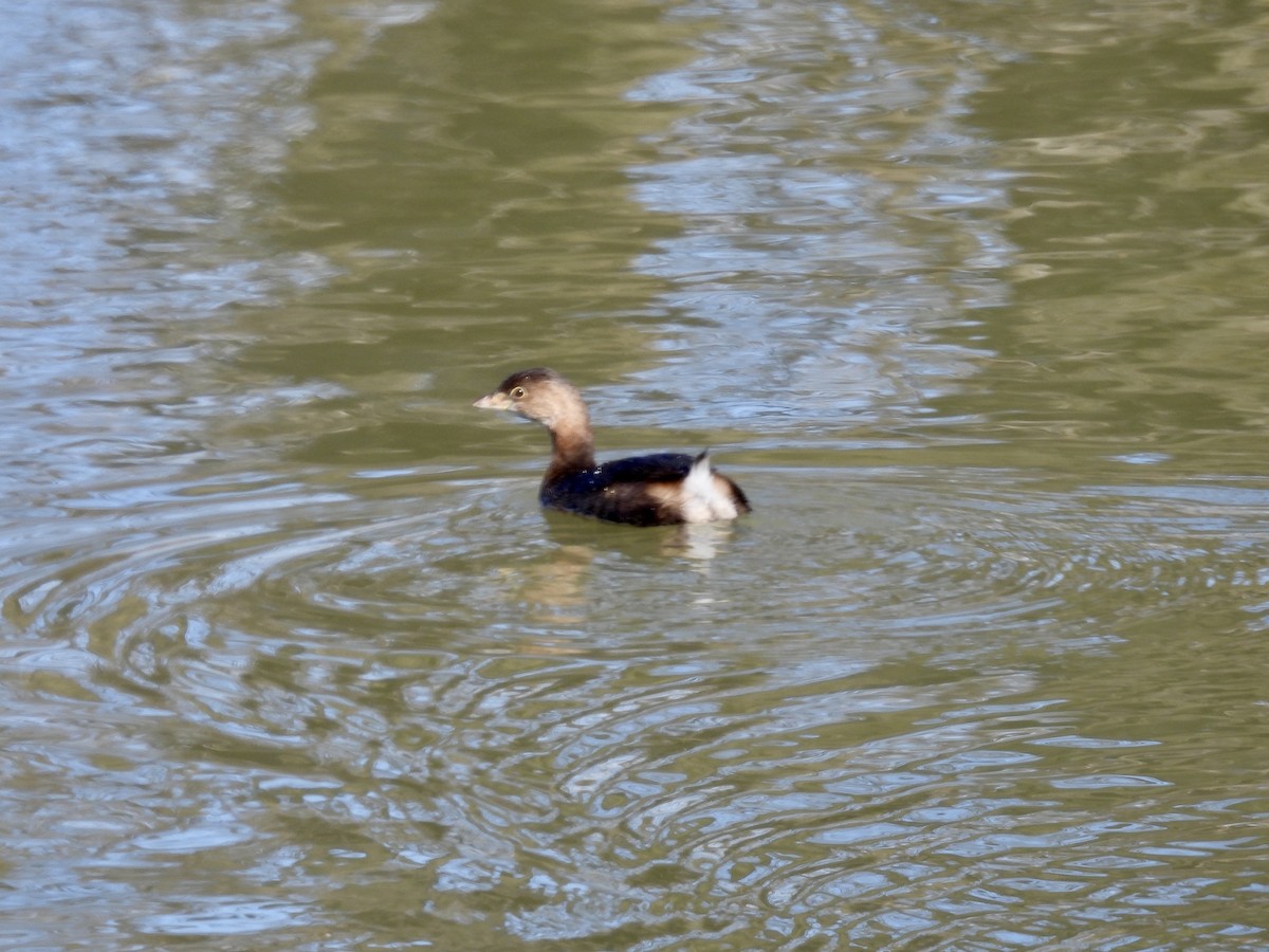 Pied-billed Grebe - ML631228414