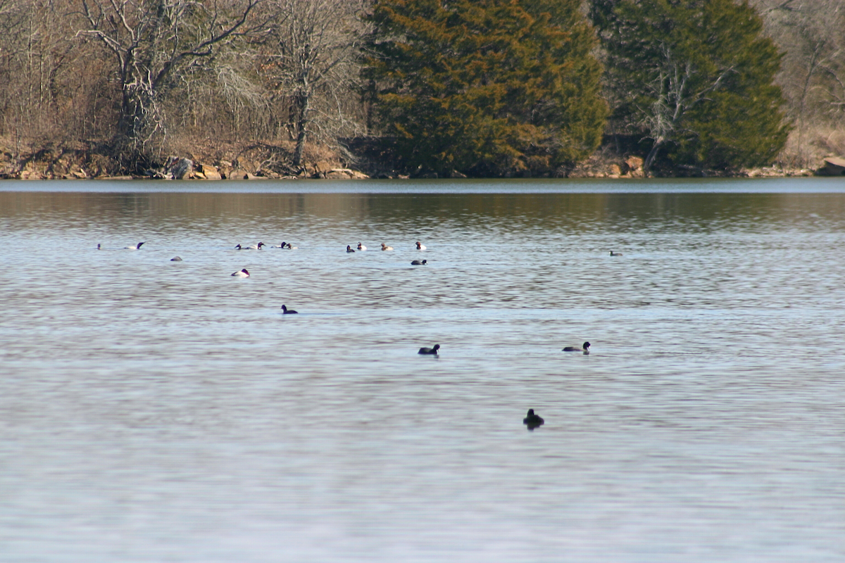 Canvasback - ML631228462