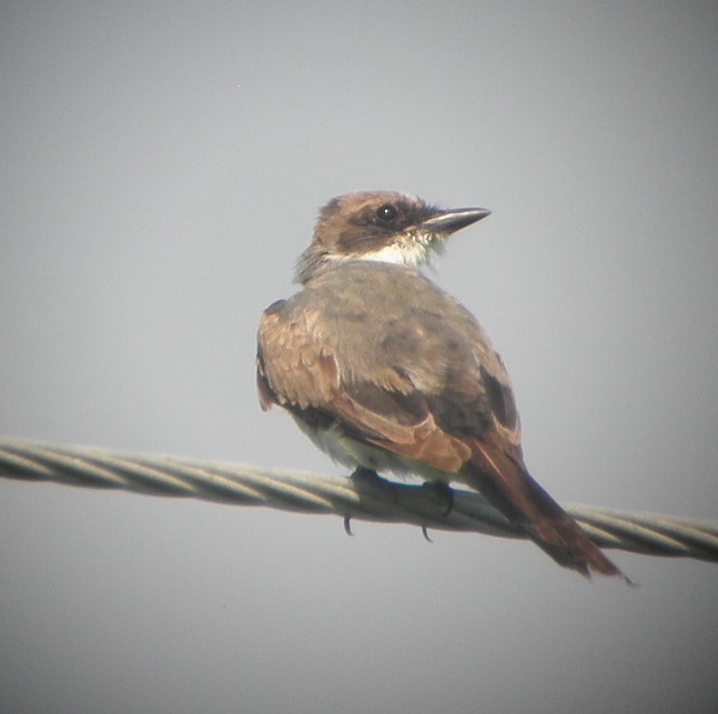 Fork-tailed Flycatcher - ML63122851