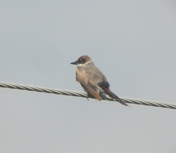 Fork-tailed Flycatcher - ML63122861