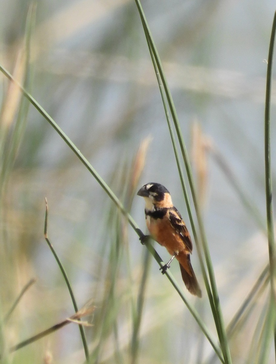 Rusty-collared Seedeater - ML631228641