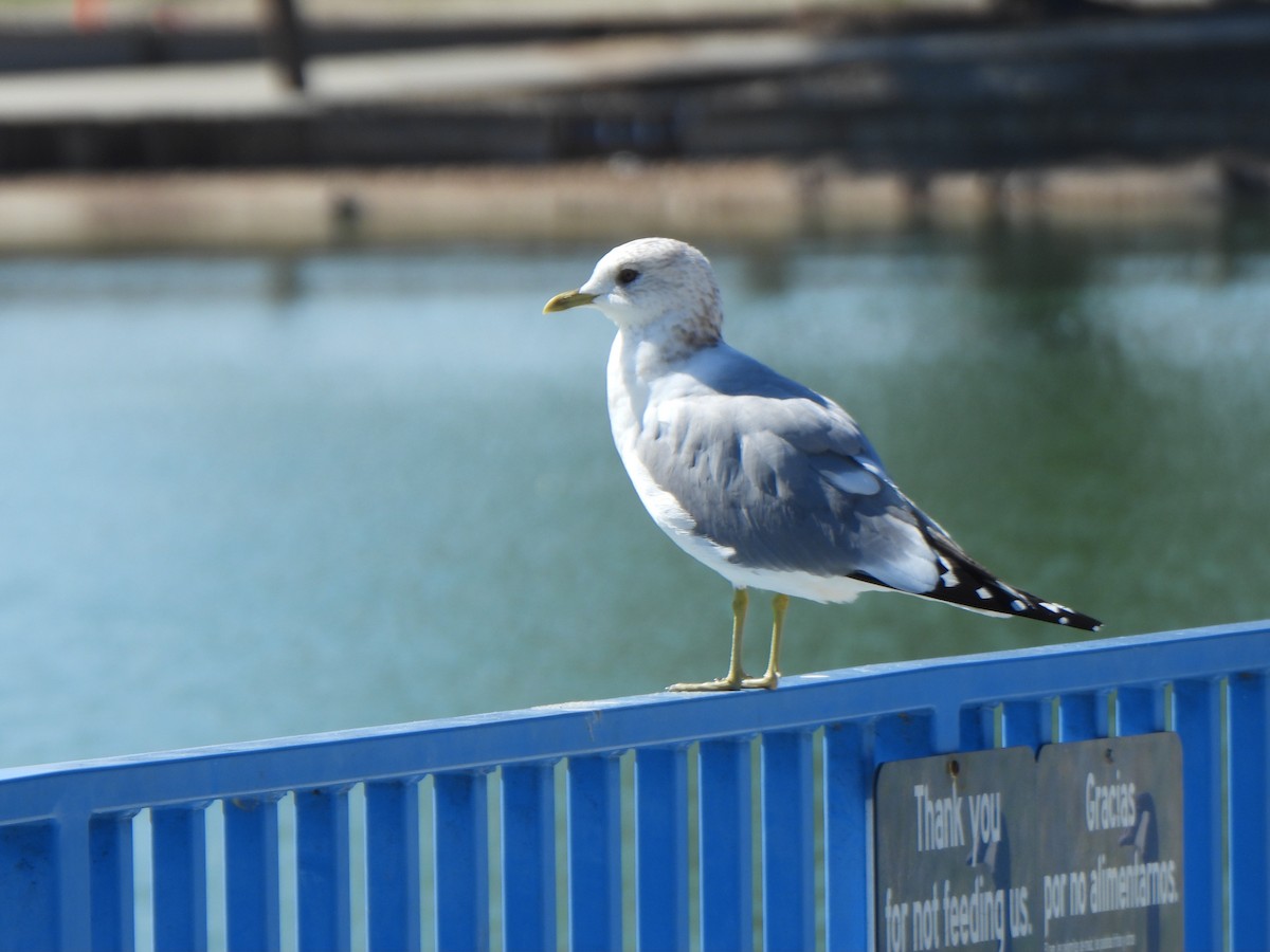Short-billed Gull - ML631228660