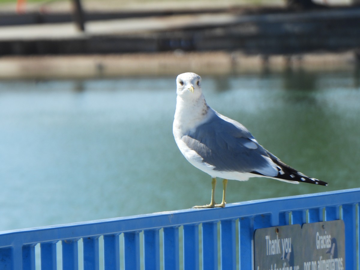 Short-billed Gull - ML631228661