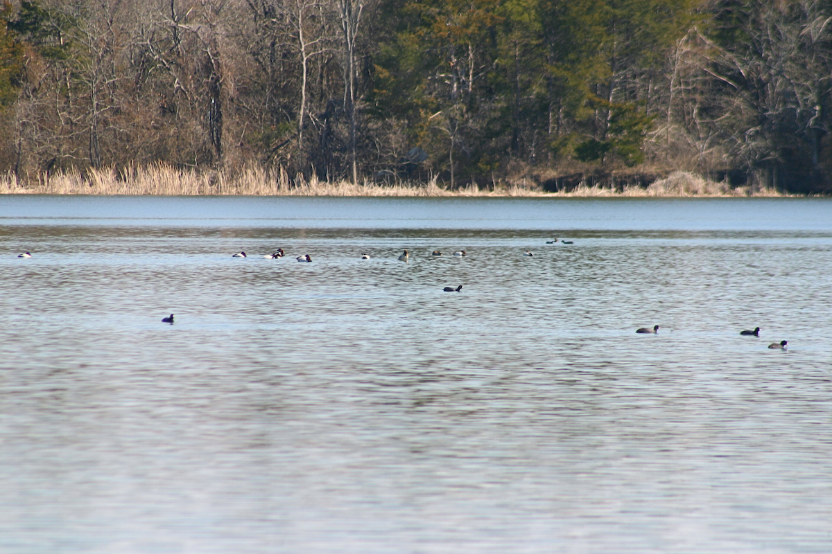 Canvasback - ML631228688