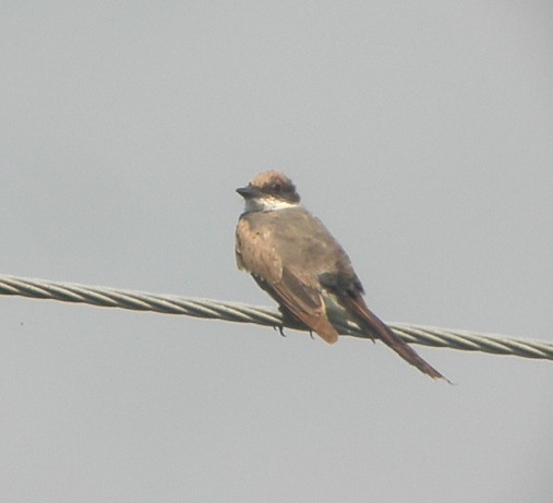 Fork-tailed Flycatcher - ML63122871