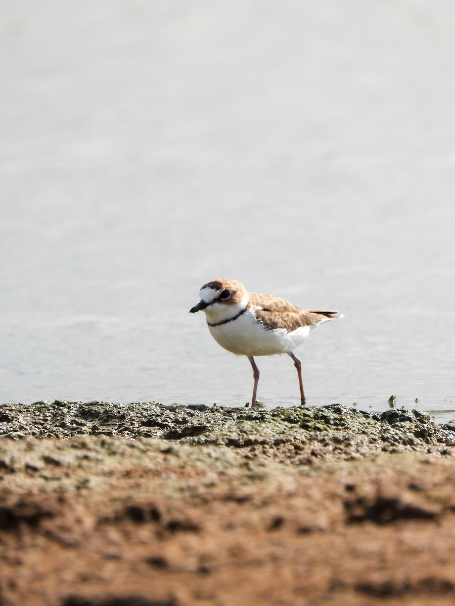 Collared Plover - ML631228798