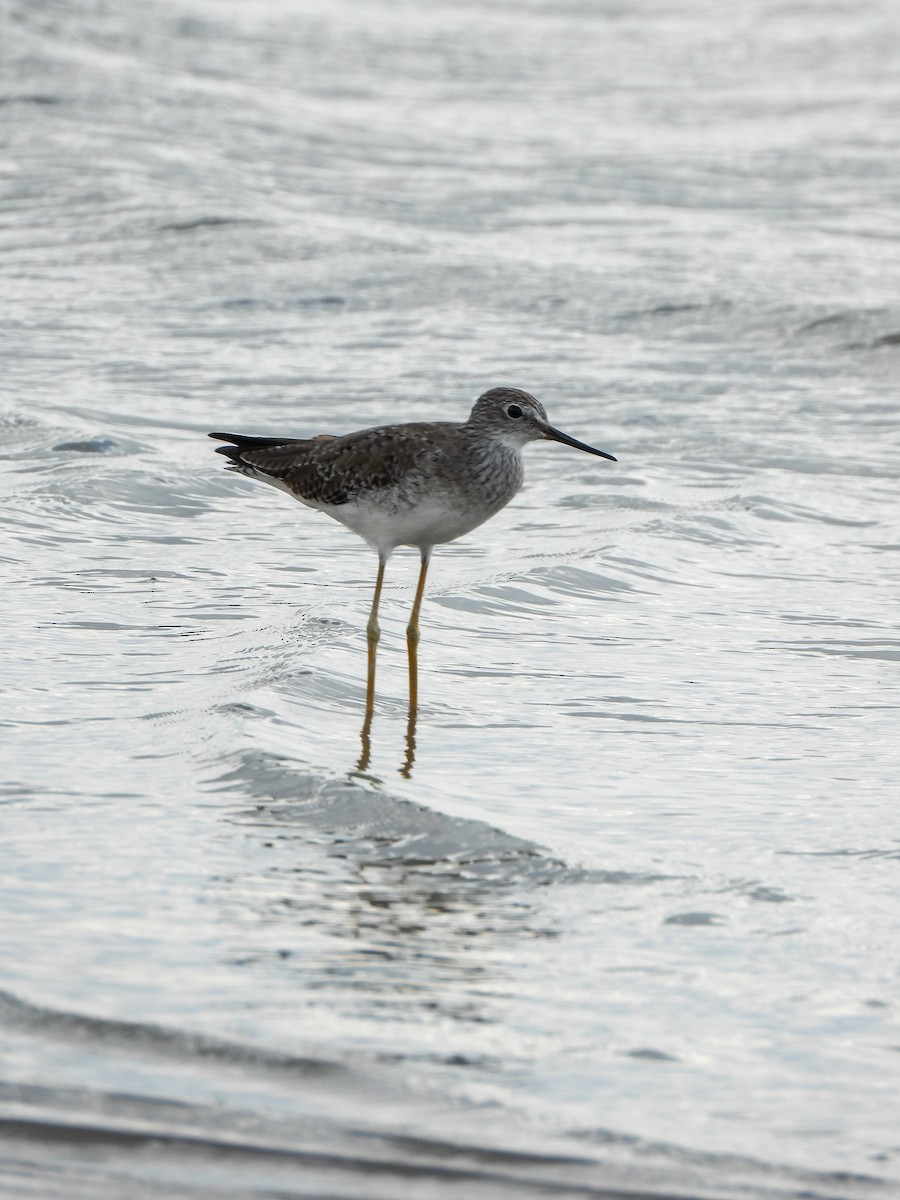Lesser Yellowlegs - ML631228805