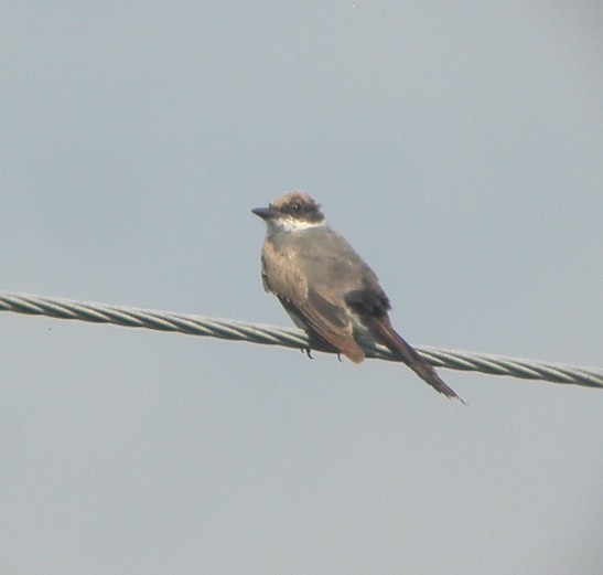 Fork-tailed Flycatcher - ML63122881