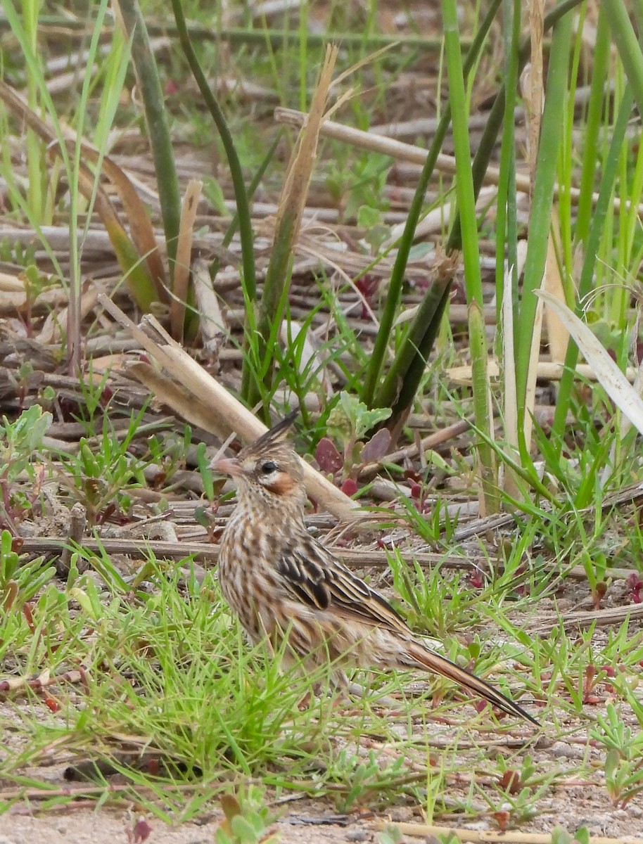 Lark-like Brushrunner - ML631228810