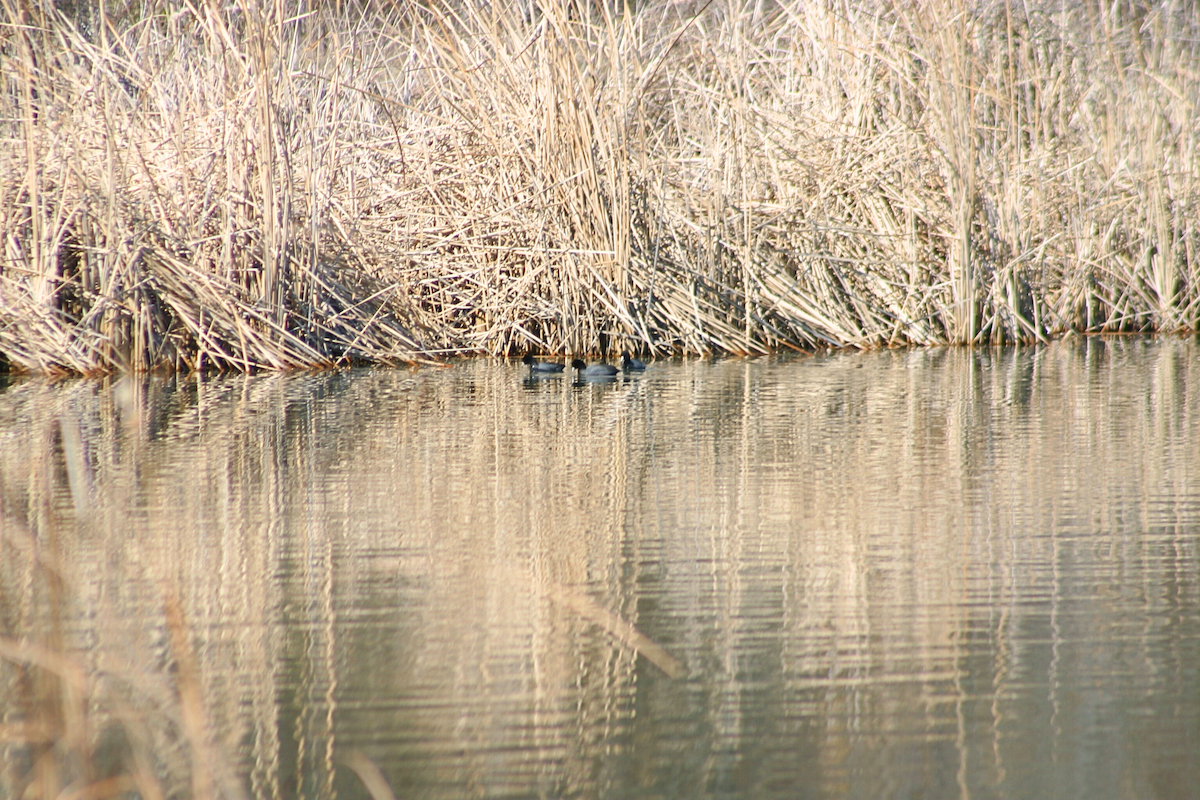 American Coot - ML631228854