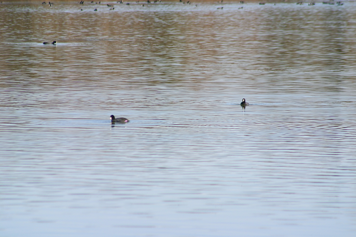 American Coot - ML631228889