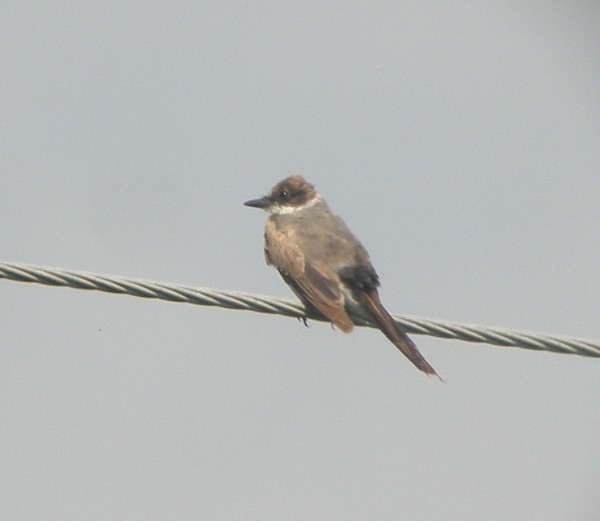 Fork-tailed Flycatcher - ML63122891