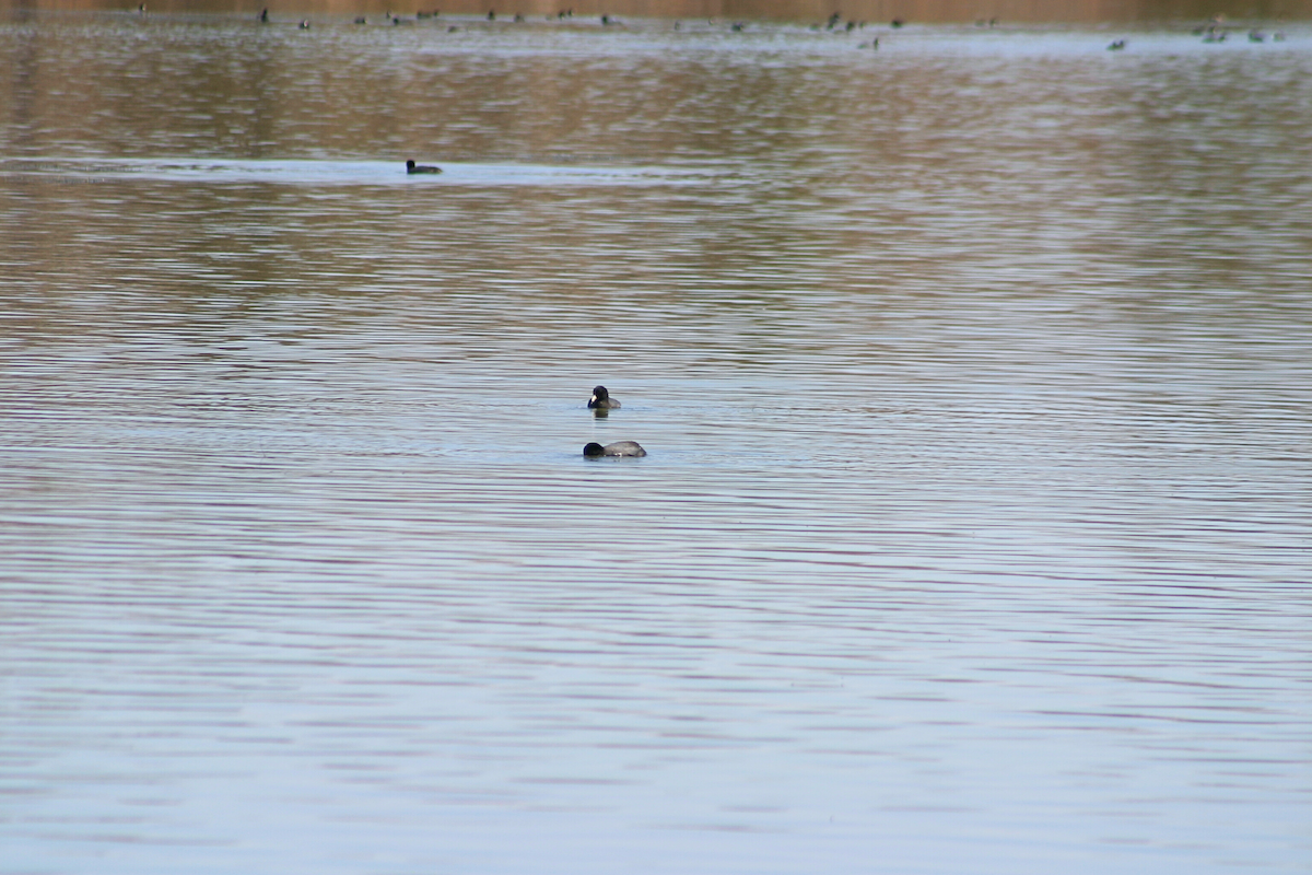 American Coot - ML631228913