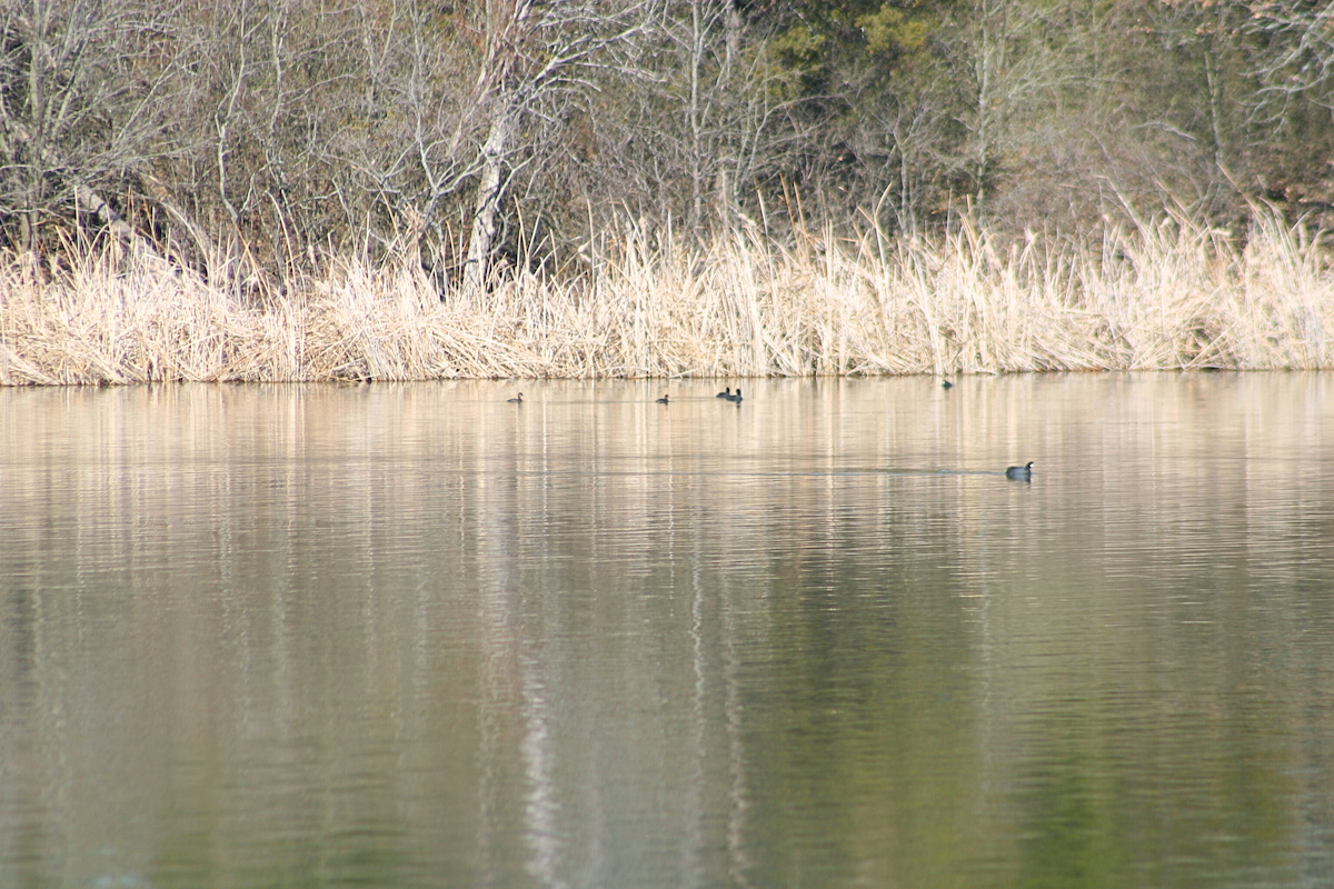 American Coot - ML631228931
