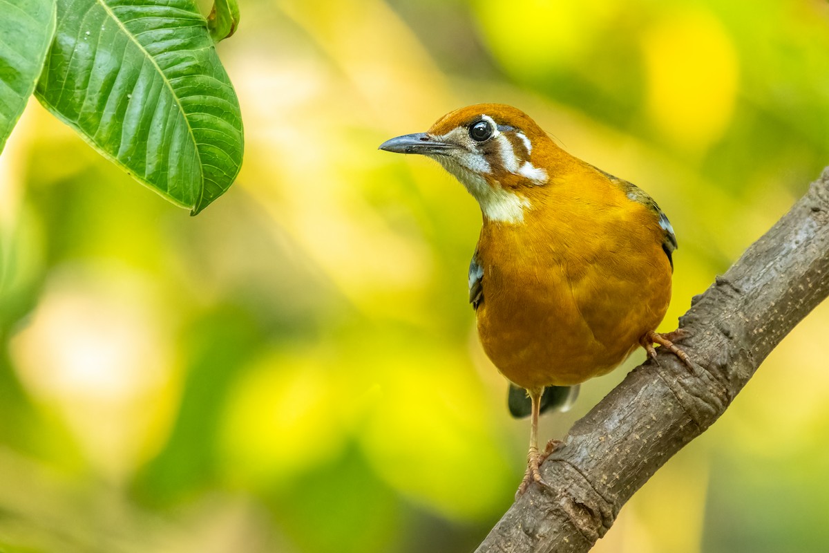 Orange-headed Thrush - ML631229002