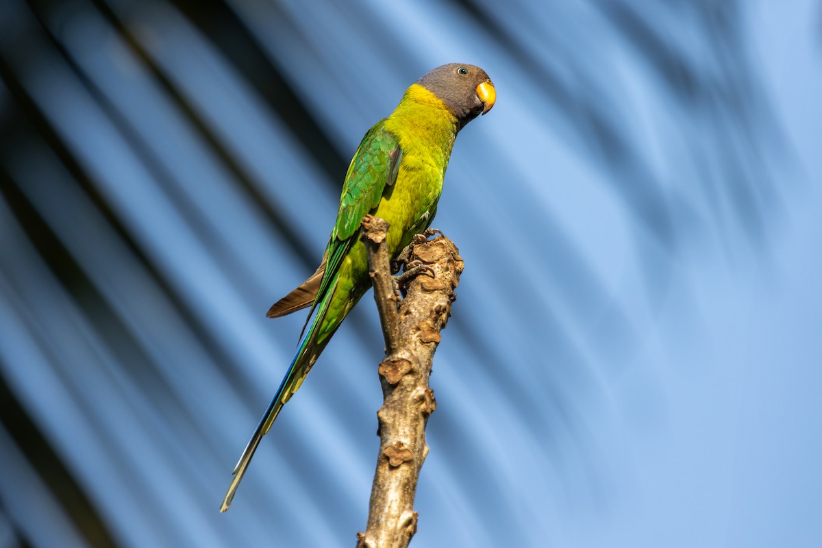 Plum-headed Parakeet - ML631229030