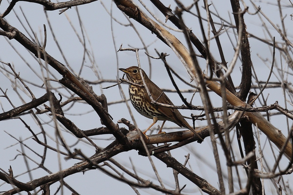 Song Thrush - Dimitra Christaki