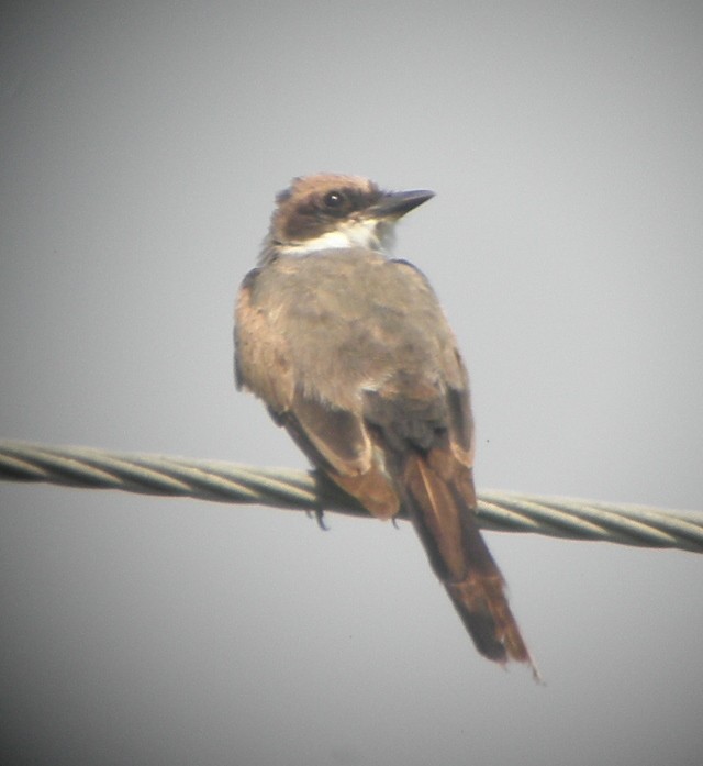 Fork-tailed Flycatcher - ML63122911