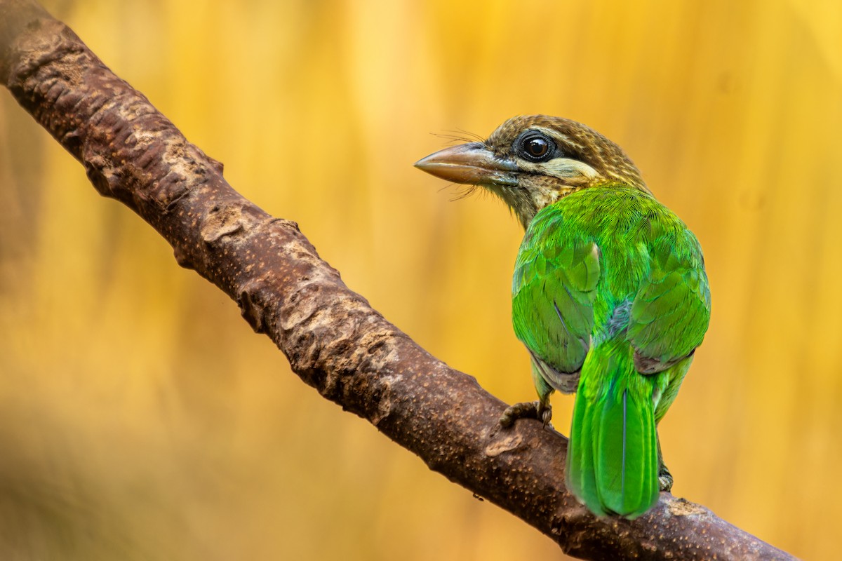 White-cheeked Barbet - ML631229144