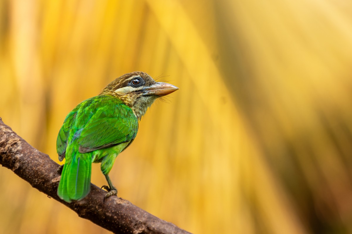White-cheeked Barbet - ML631229145