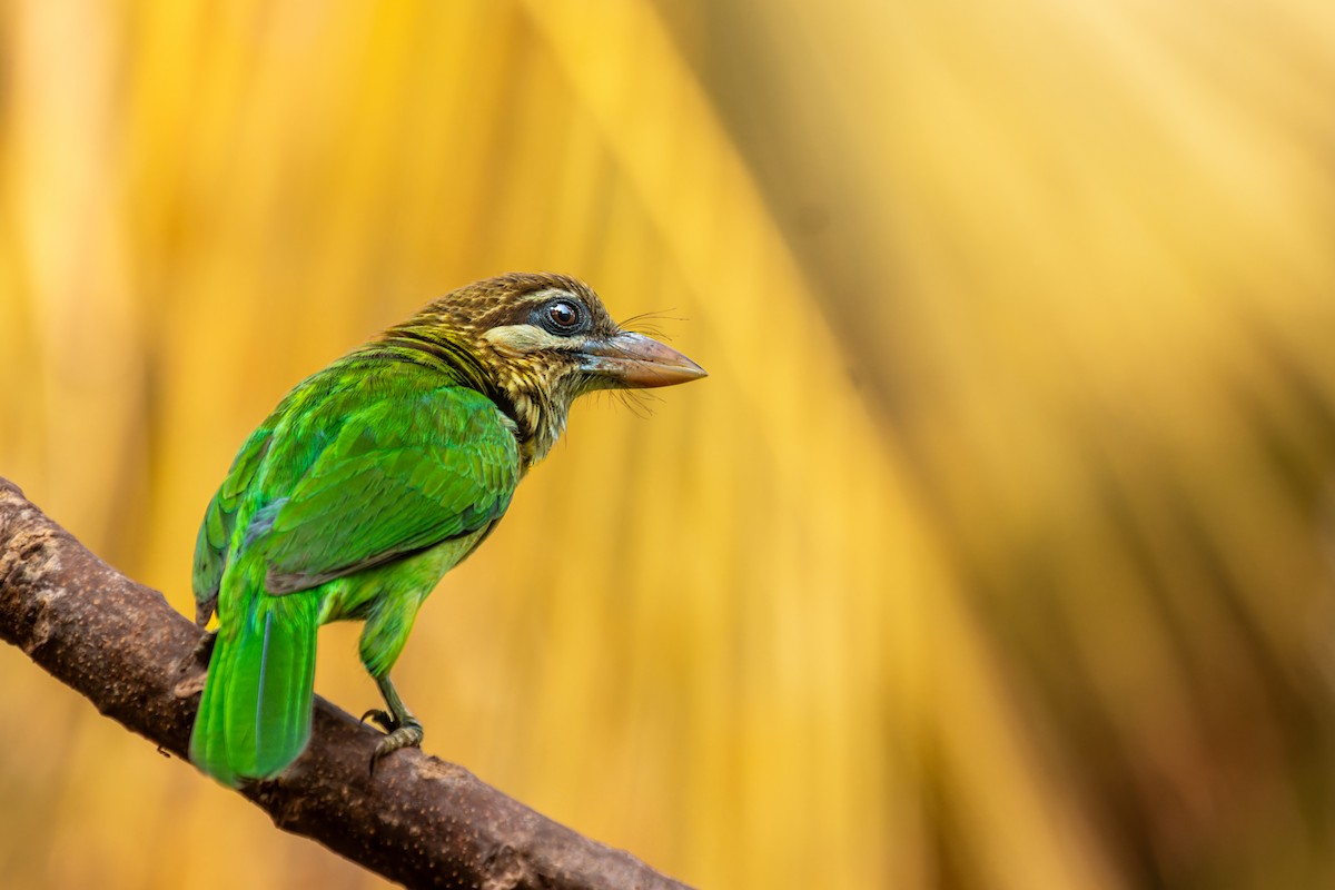 White-cheeked Barbet - ML631229147