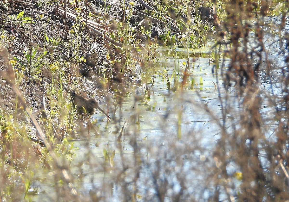 アメリカタシギ - ML631229210