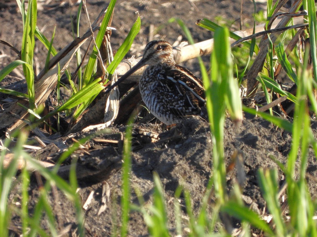 アメリカタシギ - ML631229214