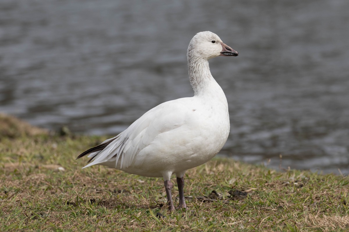 Snow Goose - ML631229220