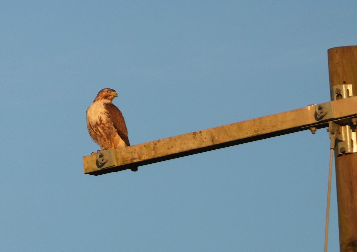 アカオノスリ - ML631229231