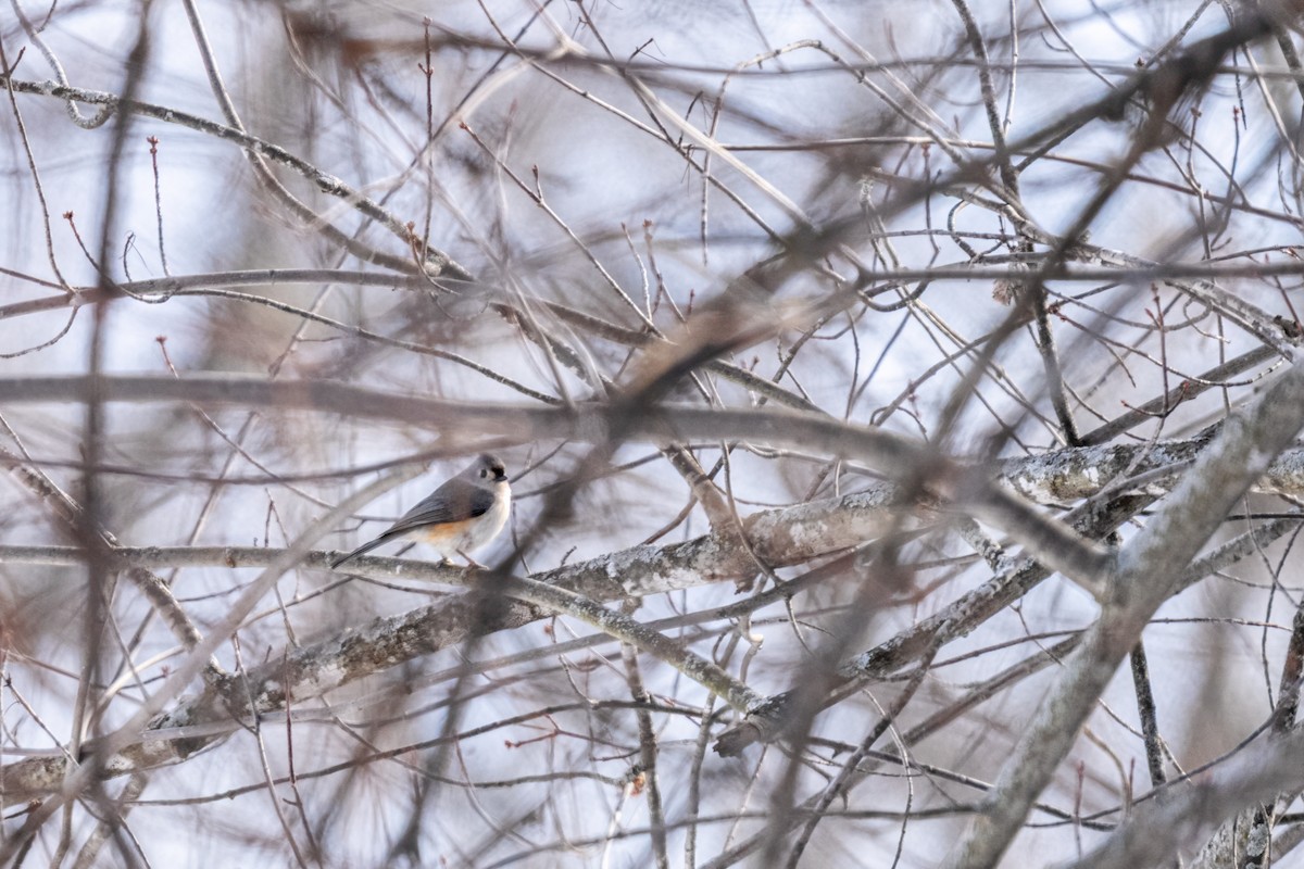 Tufted Titmouse - ML631229246