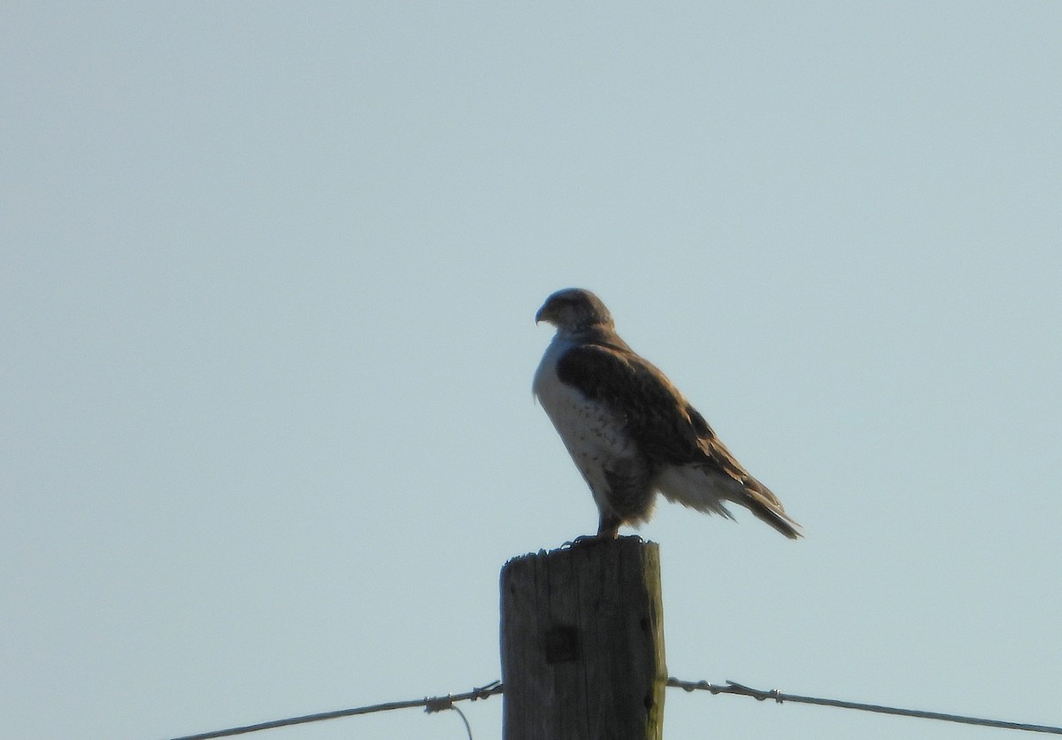 アカケアシノスリ - ML631229250