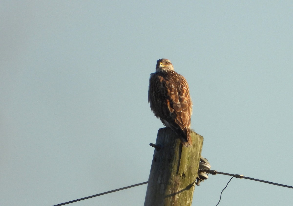 アカケアシノスリ - ML631229262