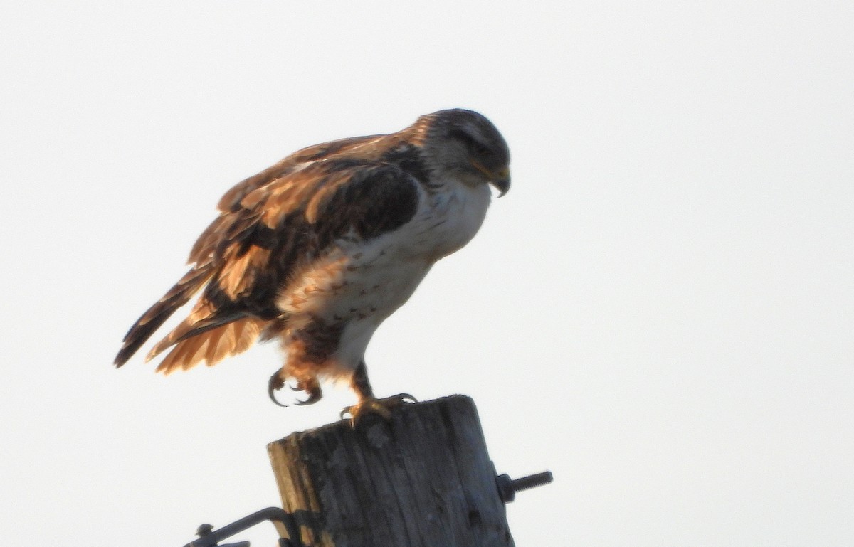 アカケアシノスリ - ML631229268