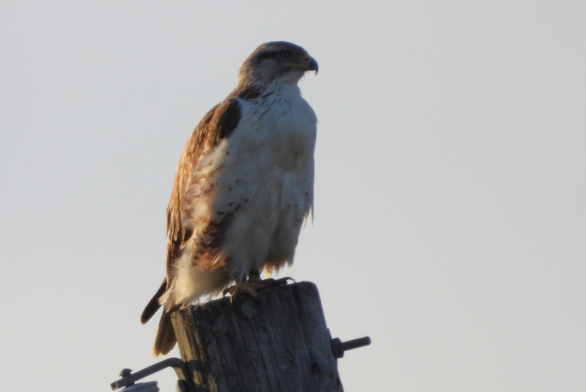 アカケアシノスリ - ML631229277