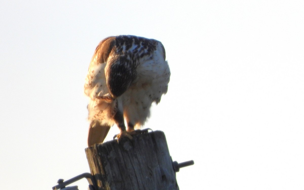 アカケアシノスリ - ML631229281