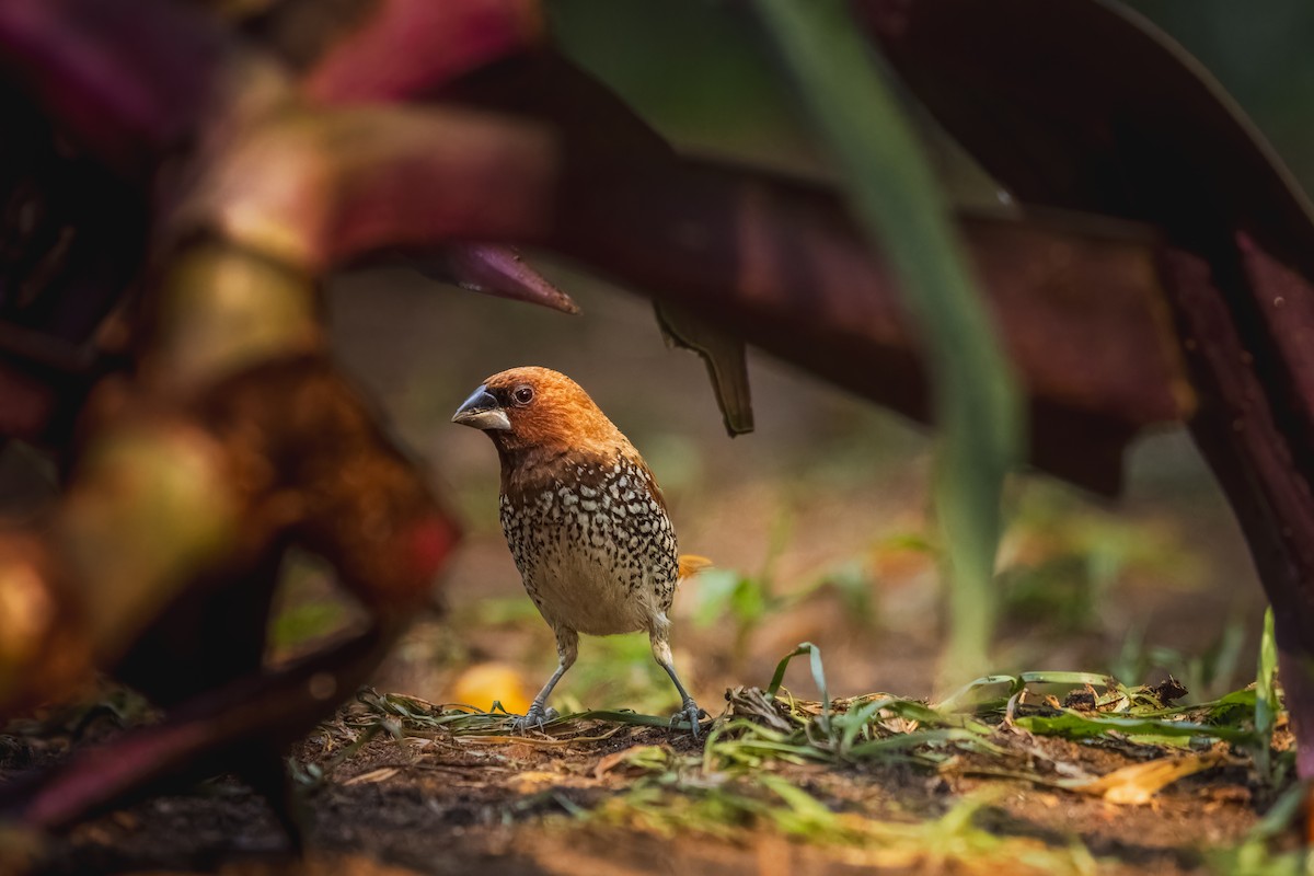 Scaly-breasted Munia - ML631229282