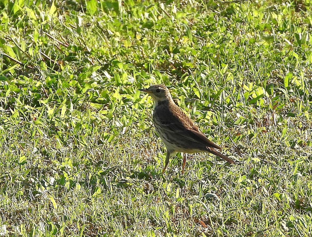 アメリカタヒバリ - ML631229313