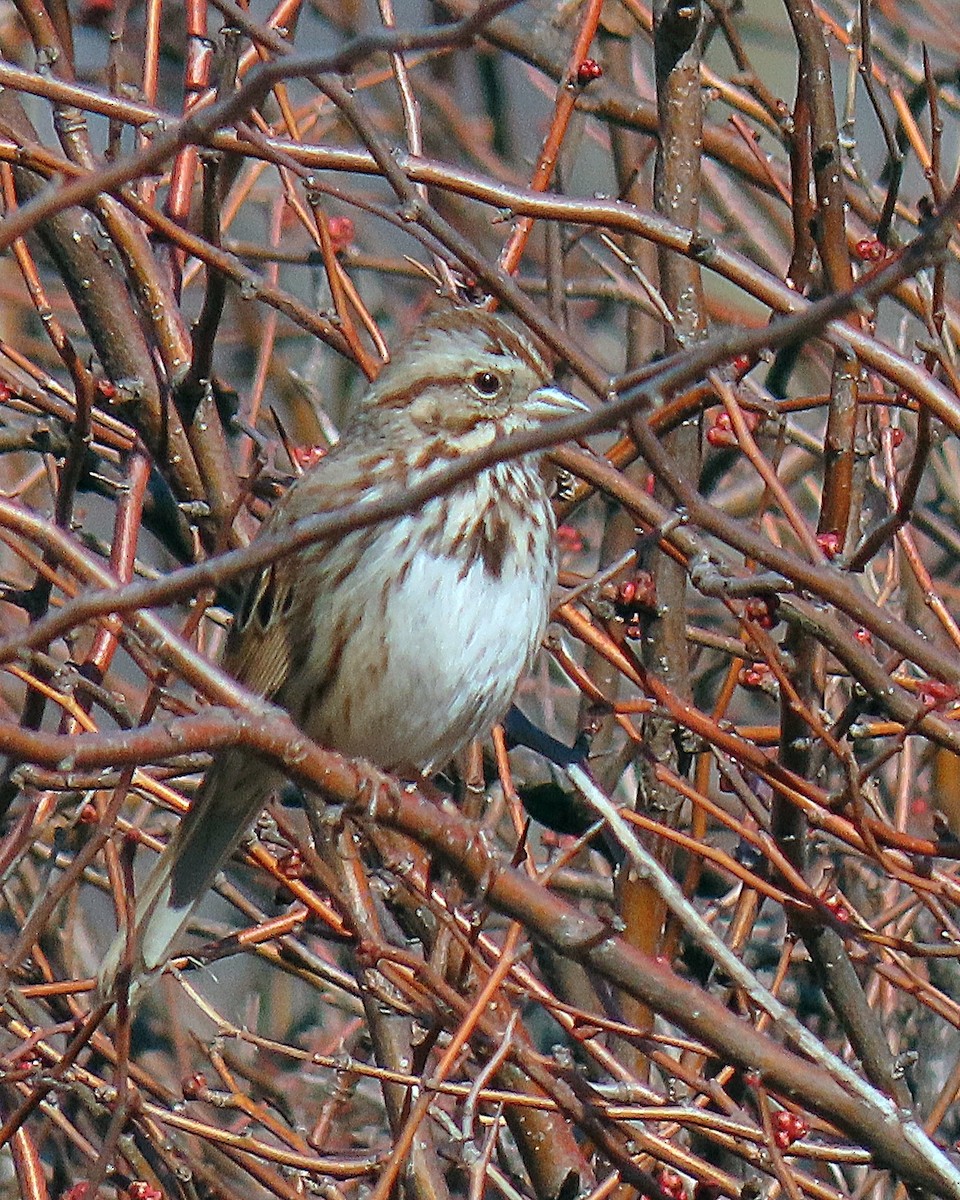 Song Sparrow - ML631229320