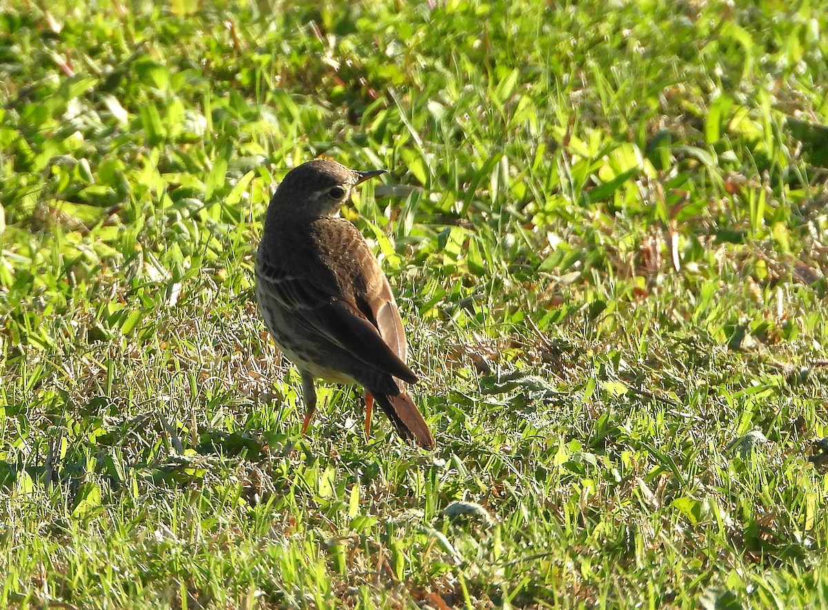 アメリカタヒバリ - ML631229333