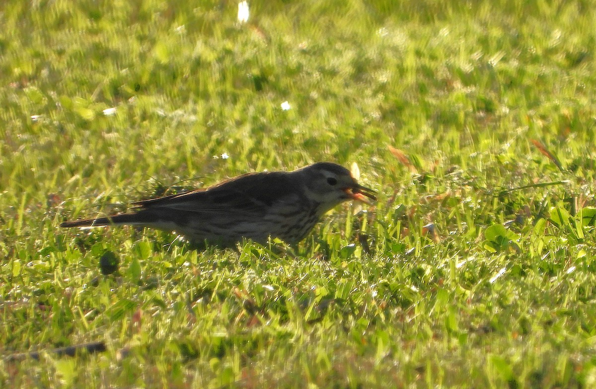 アメリカタヒバリ - ML631229344